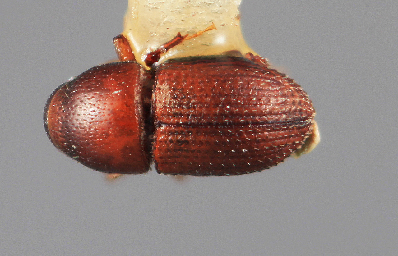 Genus / Species: Loganius fastigius | Image Author: SM Smith | Location: México, Puebla, Acatlan, 15 km NW  | Image Type: holotype | Collection: Entomology