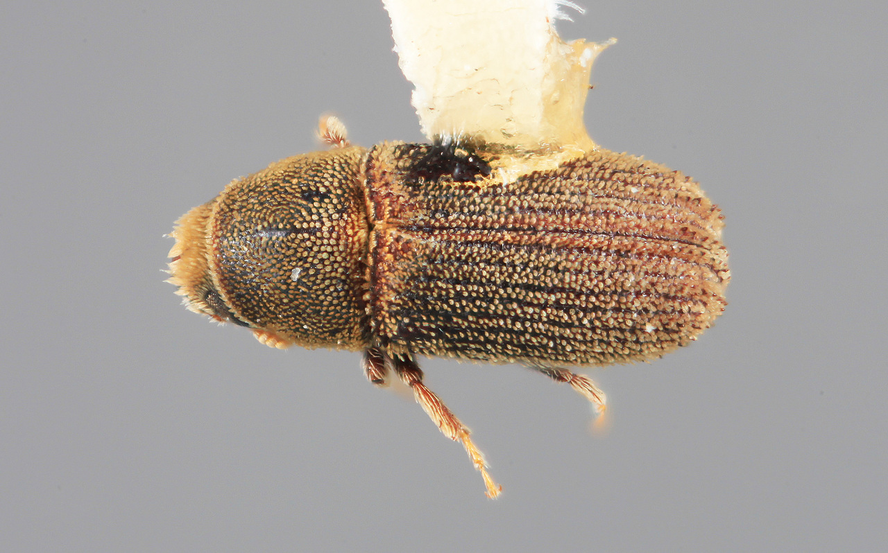 Genus / Species: Carphoborus perplexus | Image Author: SM Smith | Location: United States, Utah, Kamas,10 mi E  | Image Type: holotype | Collection: Entomology