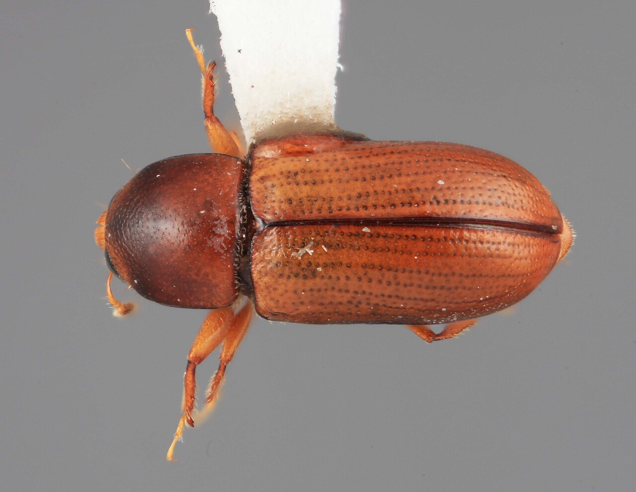 Genus / Species: Scolytodes serenus | Image Author: SM Smith | Location: Venezuela, Mérida, La Mucuy | Image Type: holotype | Collection: Entomology