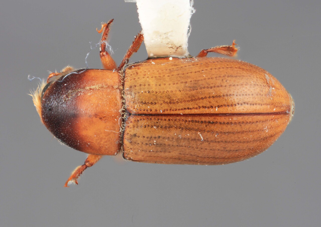 Genus / Species: Scolytodes immanis | Image Author: SM Smith | Location: Costa Rica, Cartago, Cerro de la Muerte | Image Type: holotype | Collection: Entomology