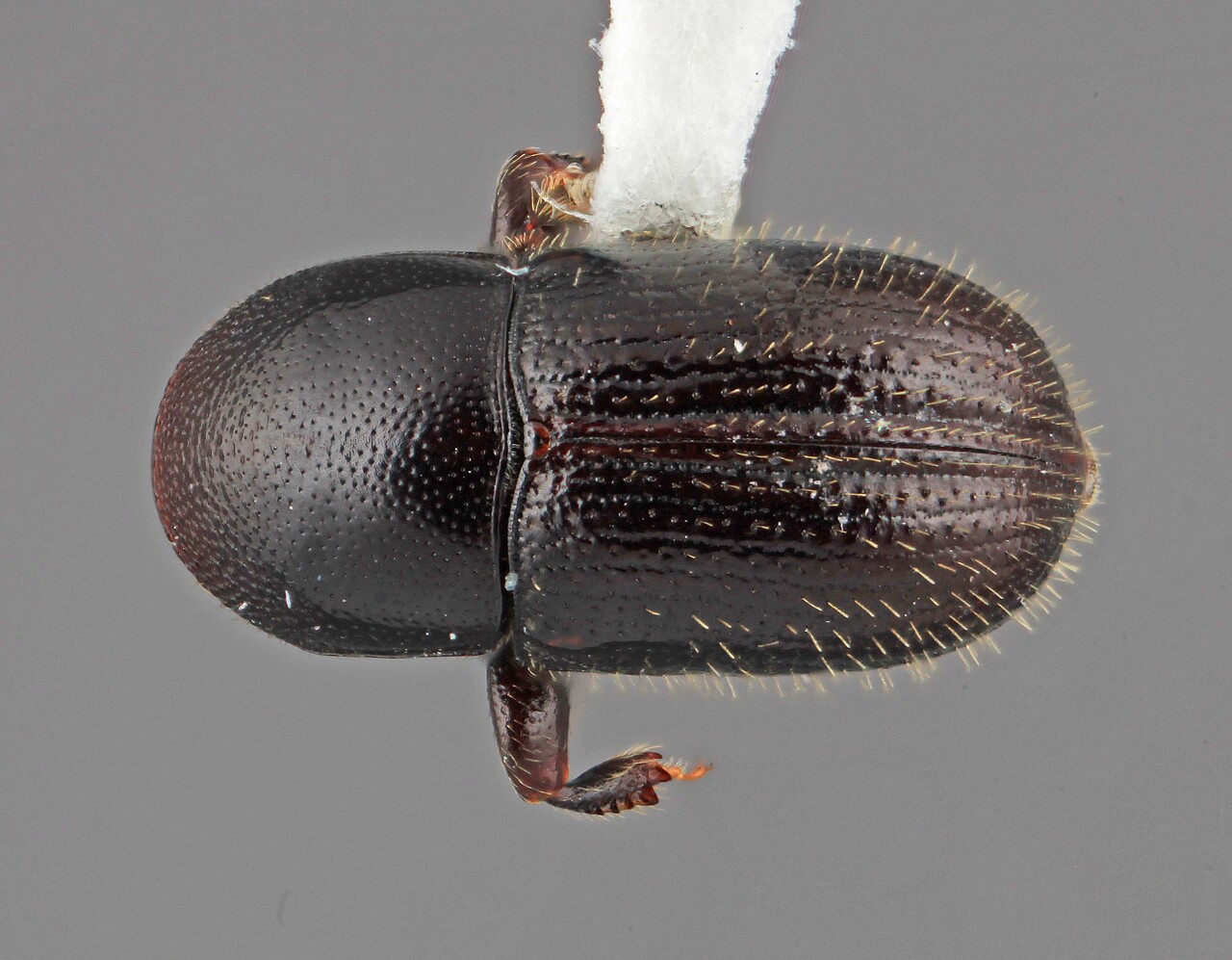 Genus / Species: Scolytodes suturalis | Image Author: SM Smith | Location: Venezuela, Miranda, El Laurel Experimental Farm, 12 km SW Caracas | Image Type: holotype | Collection: Entomology