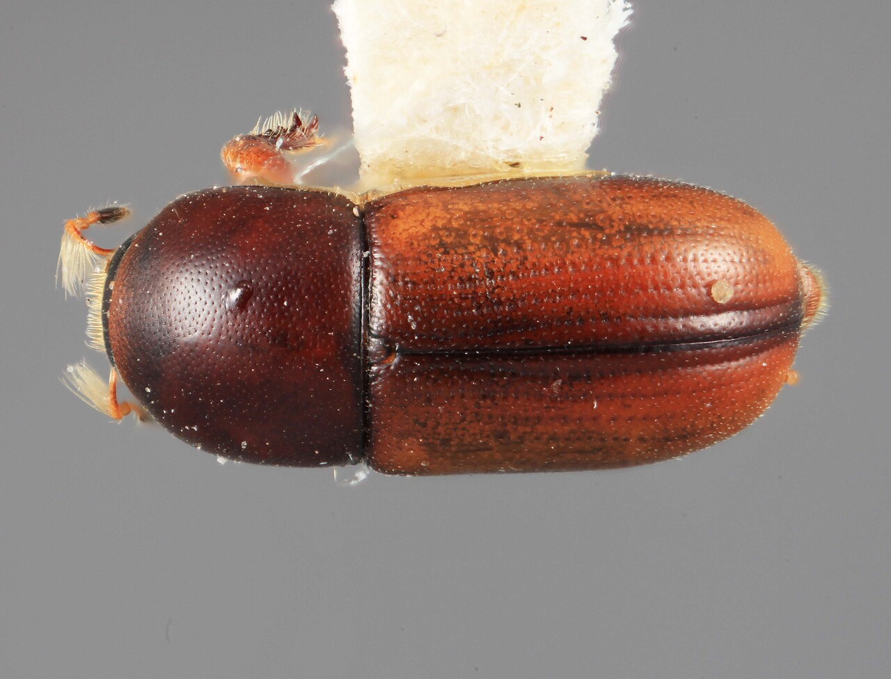 Genus / Species: Scolytodes peruanus | Image Author: SM Smith | Location: Perú, Amazonas, Chachapoyas Andes | Image Type: holotype | Collection: Entomology