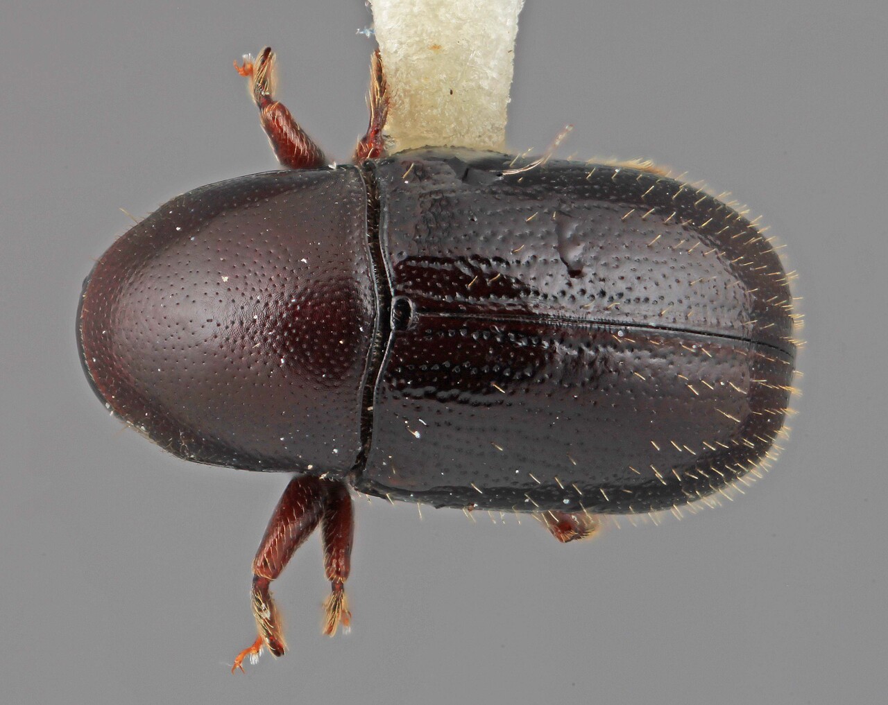 Genus / Species: Scolytodes jucundus | Image Author: SM Smith | Location: Venezuela, Aragua, Rancho Grande | Image Type: holotype | Collection: Entomology