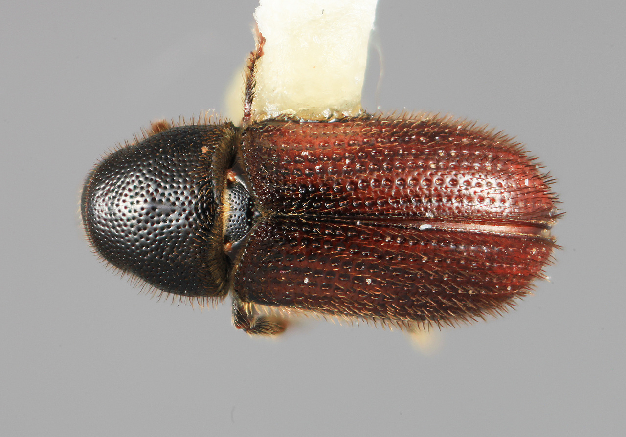 Genus / Species: Carphobius cupressi | Image Author: SM Smith | Location: Guatemala, San Marcos, 11 km N | Image Type: holotype | Collection: Entomology