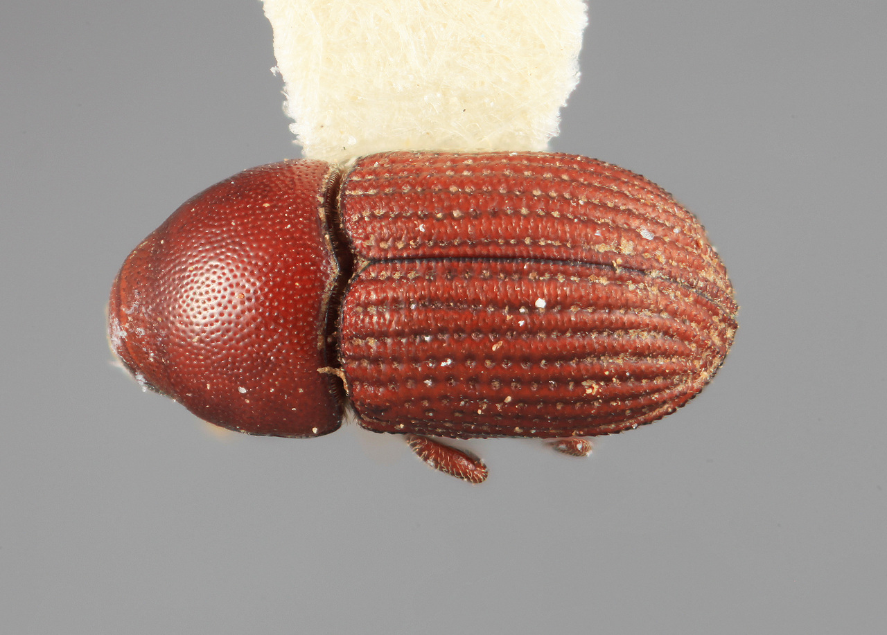 Genus / Species: Loganius euphorbiae | Image Author: SM Smith | Location: México, Morelos, Cañon de Lobos | Image Type: holotype | Collection: Entomology
