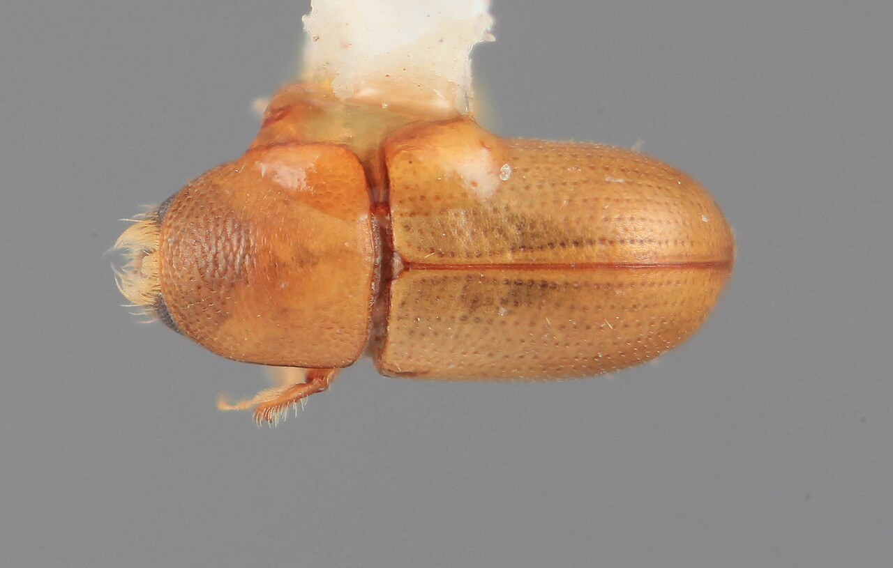 Genus / Species: Scolytodes facetus | Image Author: SM Smith | Location: Guatemala, Escuintla, Palin | Image Type: holotype | Collection: Entomology