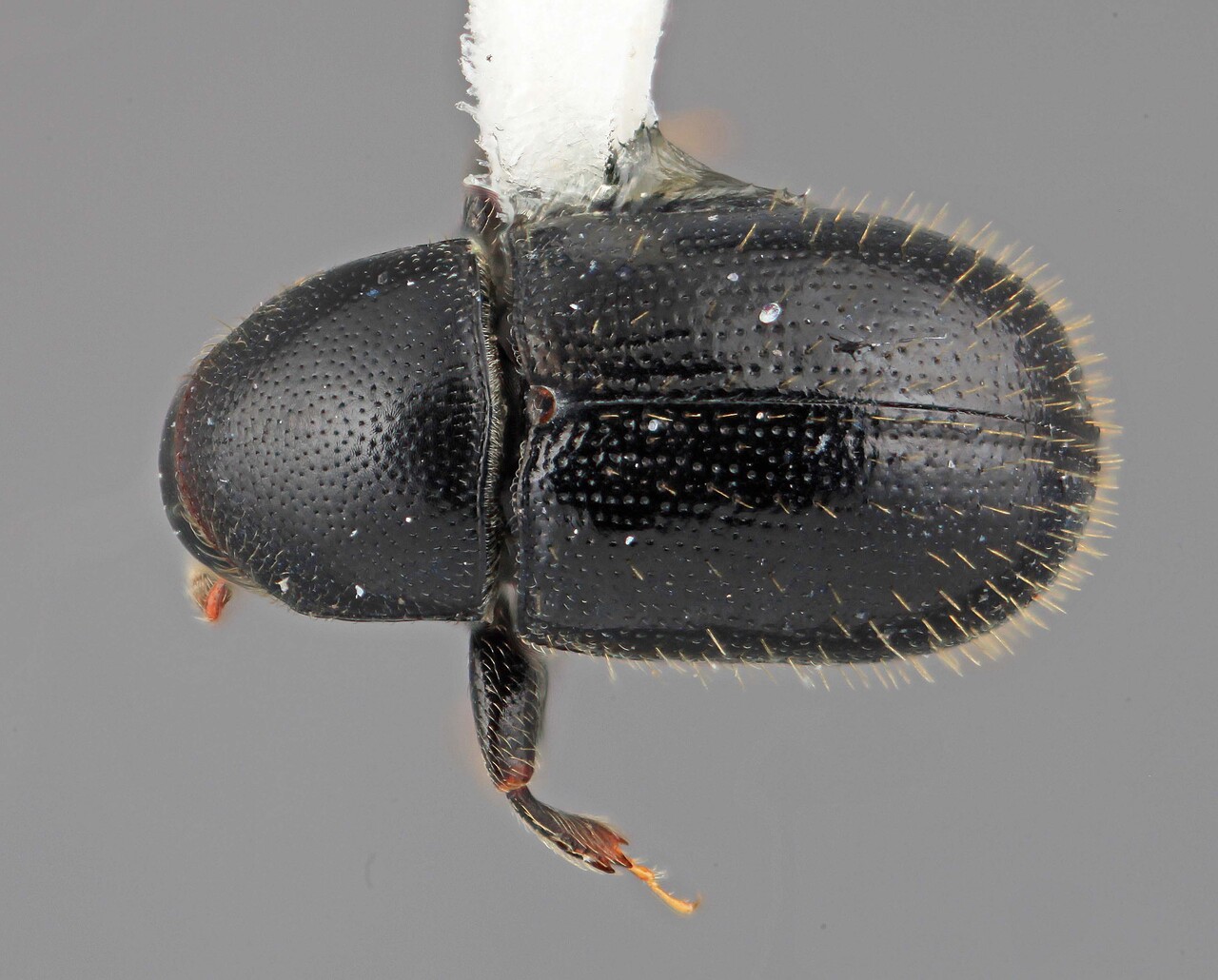 Genus / Species: Scolytodes festus | Image Author: SM Smith | Location: Colombia, Antioquía, Piedras Blancas, 10 km E Medellin | Image Type: holotype | Collection: Entomology