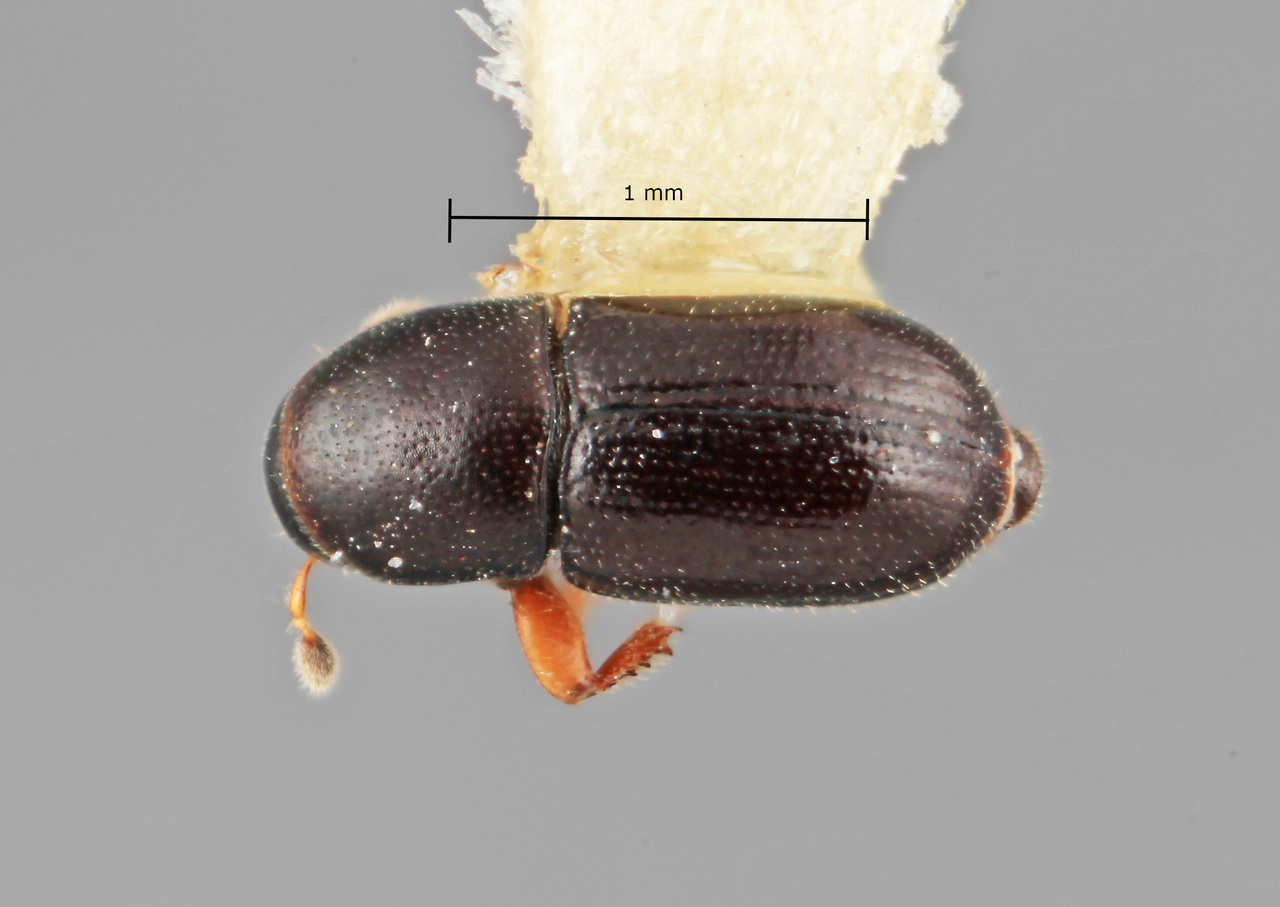 Genus / Species: Scolytodes plumericolens | Image Author: SM Smith | Location: México, Jalisco, Chamela | Image Type: holotype | Collection: Entomology