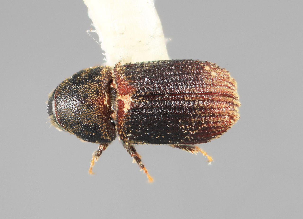 Genus / Species: Carphoborus piceae | Image Author: SM Smith | Location: United States, Oregon, Dixie Pass, Malheur NF | Image Type: holotype | Collection: Entomology