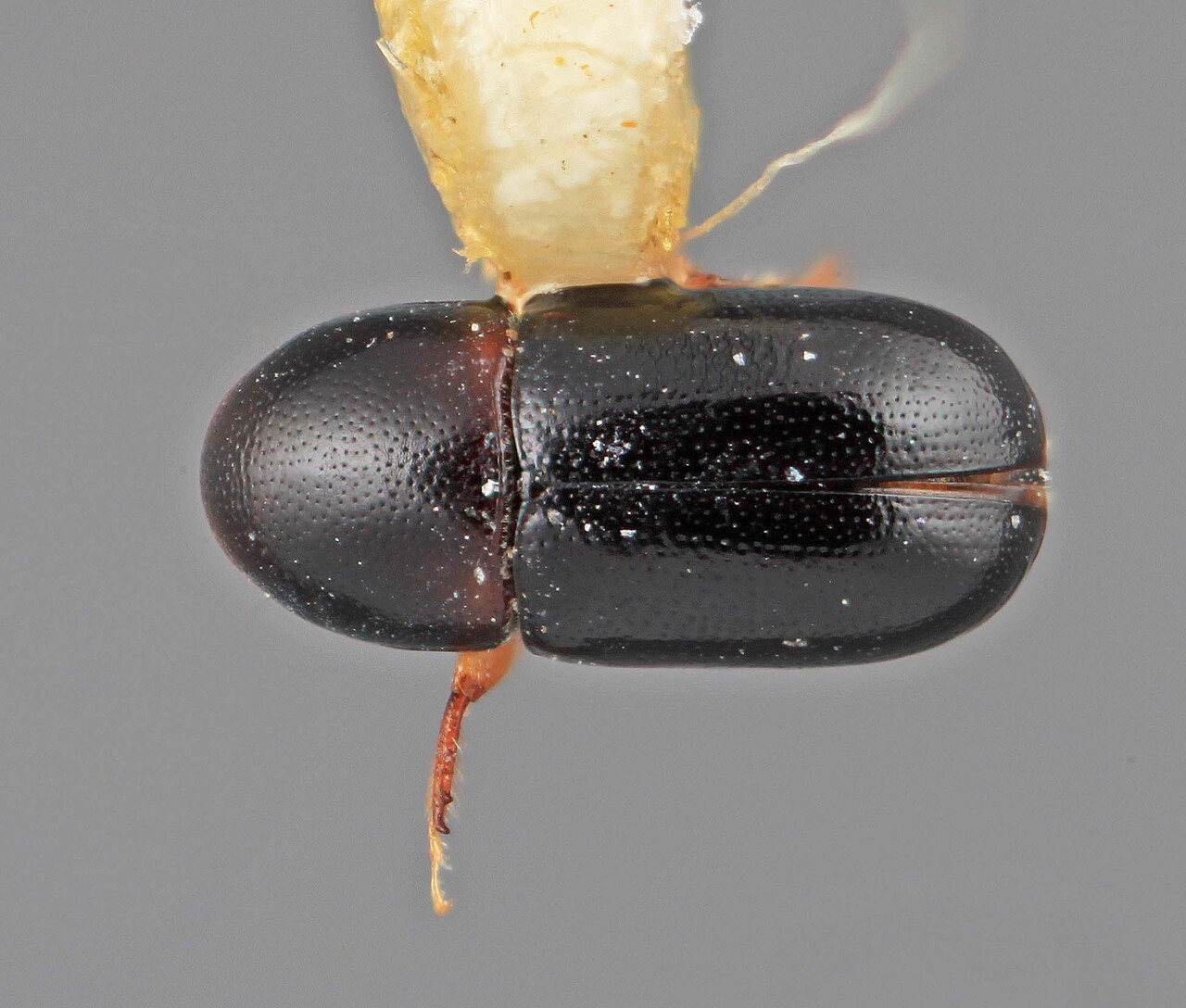 Genus / Species: Scolytodes pseudopiceus | Image Author: SM Smith | Location: Costa Rica, San José, San Isidro del General | Image Type: holotype | Collection: Entomology