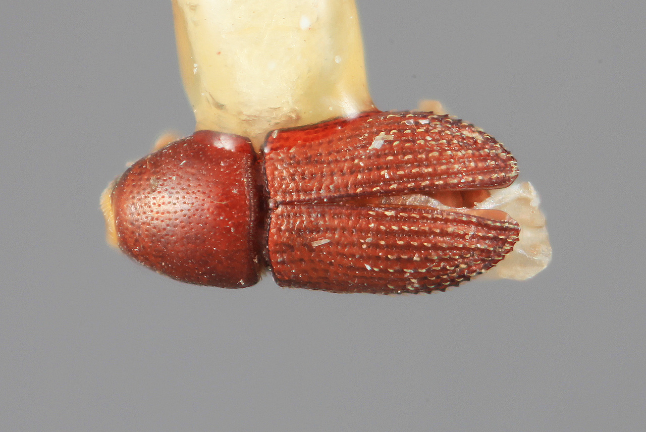 Genus / Species: Loganius prociduus | Image Author: SM Smith | Location: Honduras, Atlántida, La Ceiba | Image Type: holotype | Collection: Entomology