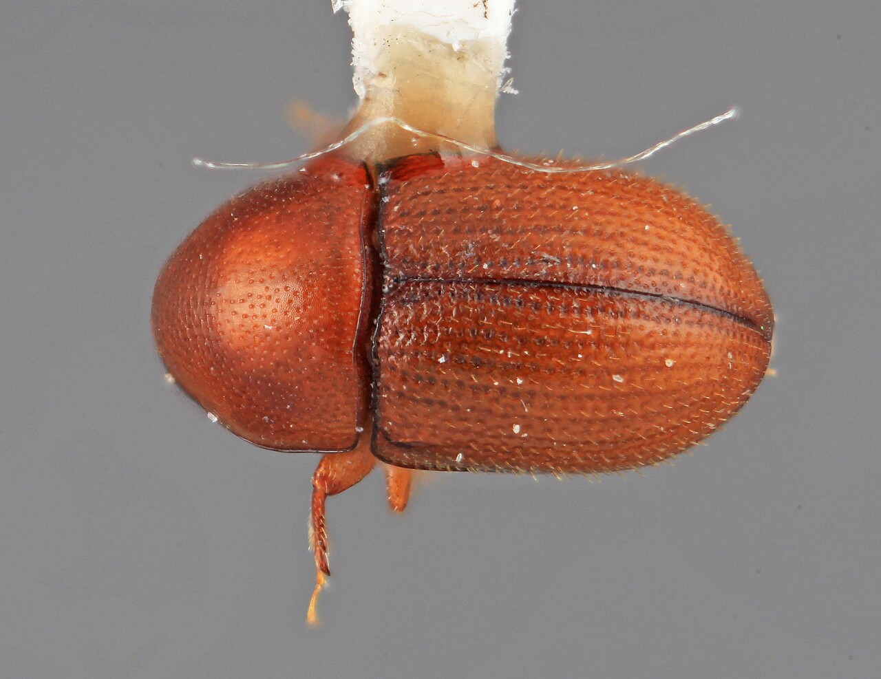 Genus / Species: Scolytodes cecropicolens | Image Author: SM Smith | Location: Costa Rica, Cartago, Peralta | Image Type: holotype | Collection: Entomology
