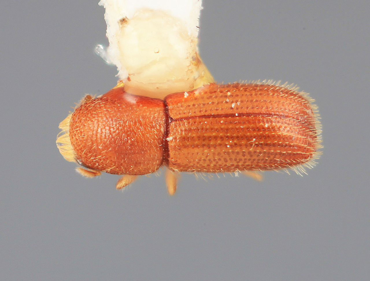Genus / Species: Dendrocranulus vicinus | Image Author: SM Smith | Location: Honduras, Cortés, La Lima | Image Type: holotype | Collection: Entomology