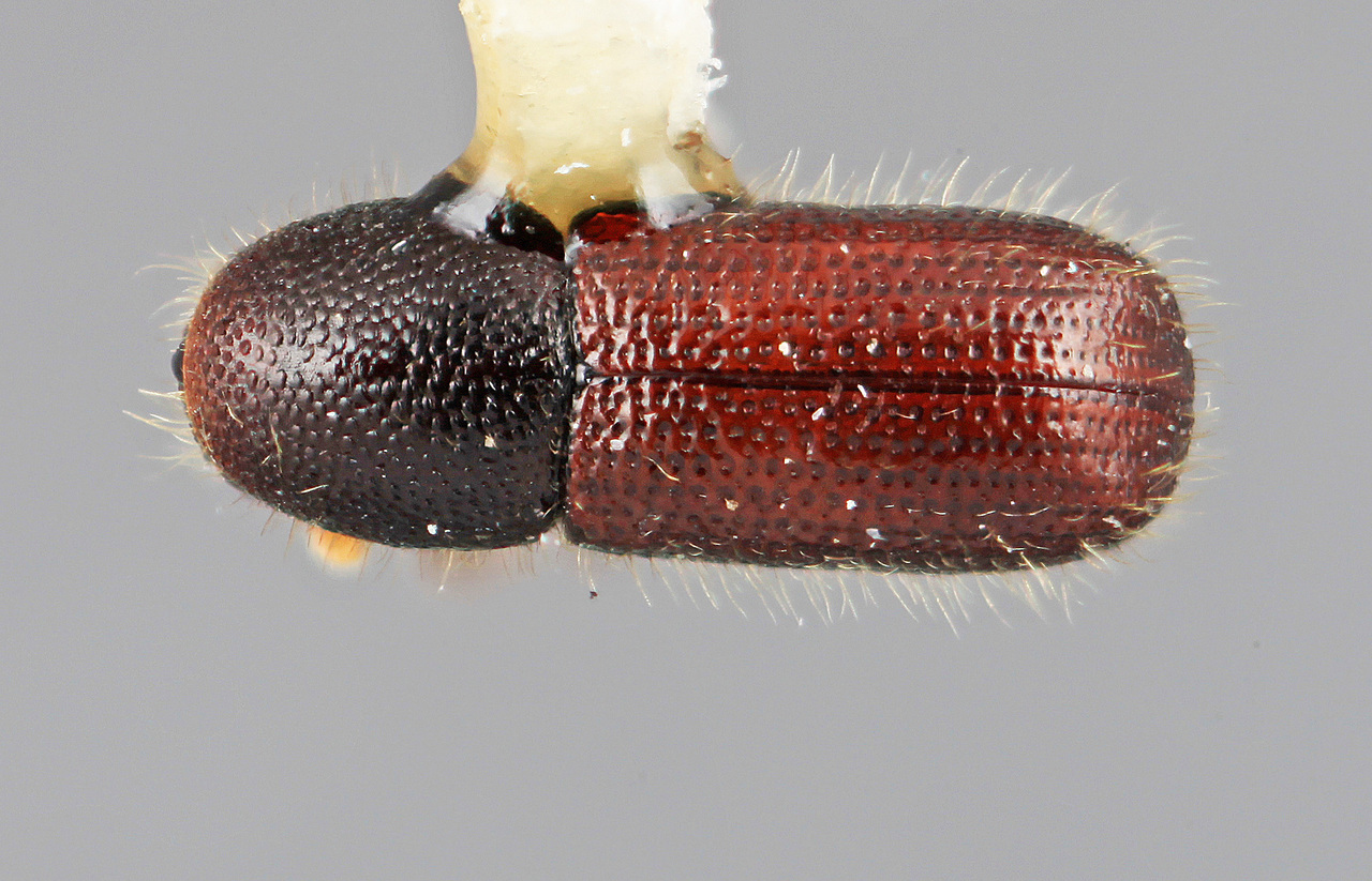 Genus / Species: Dendrocranulus confinis | Image Author: SM Smith | Location: Panamá, Chiriquí, Cerro Punta | Image Type: holotype | Collection: Entomology