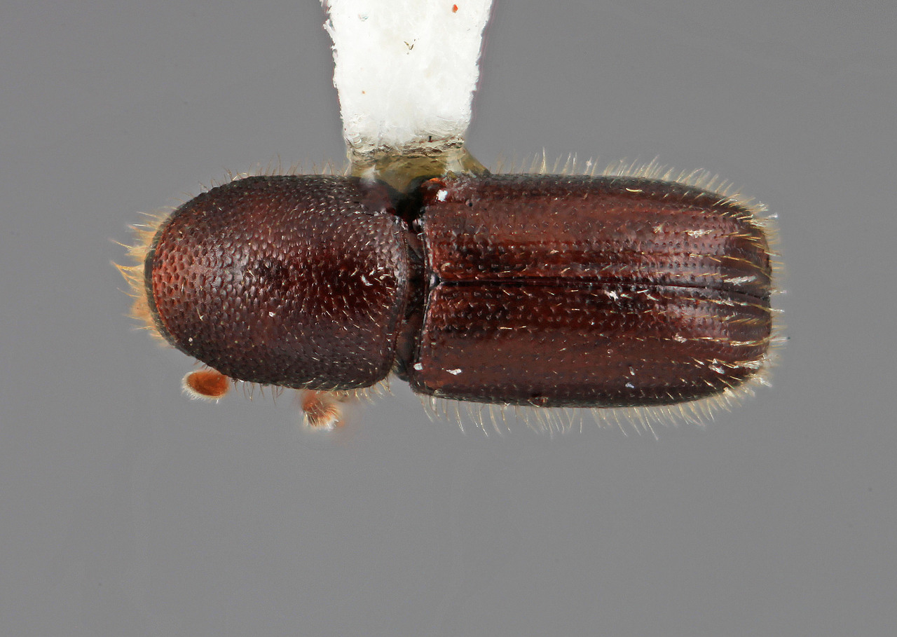 Genus / Species: Dendrocranulus acutus | Image Author: SM Smith | Location: Venezuela, Aragua, Pittier Natl. Pk., Rancho Grande | Image Type: holotype | Collection: Entomology