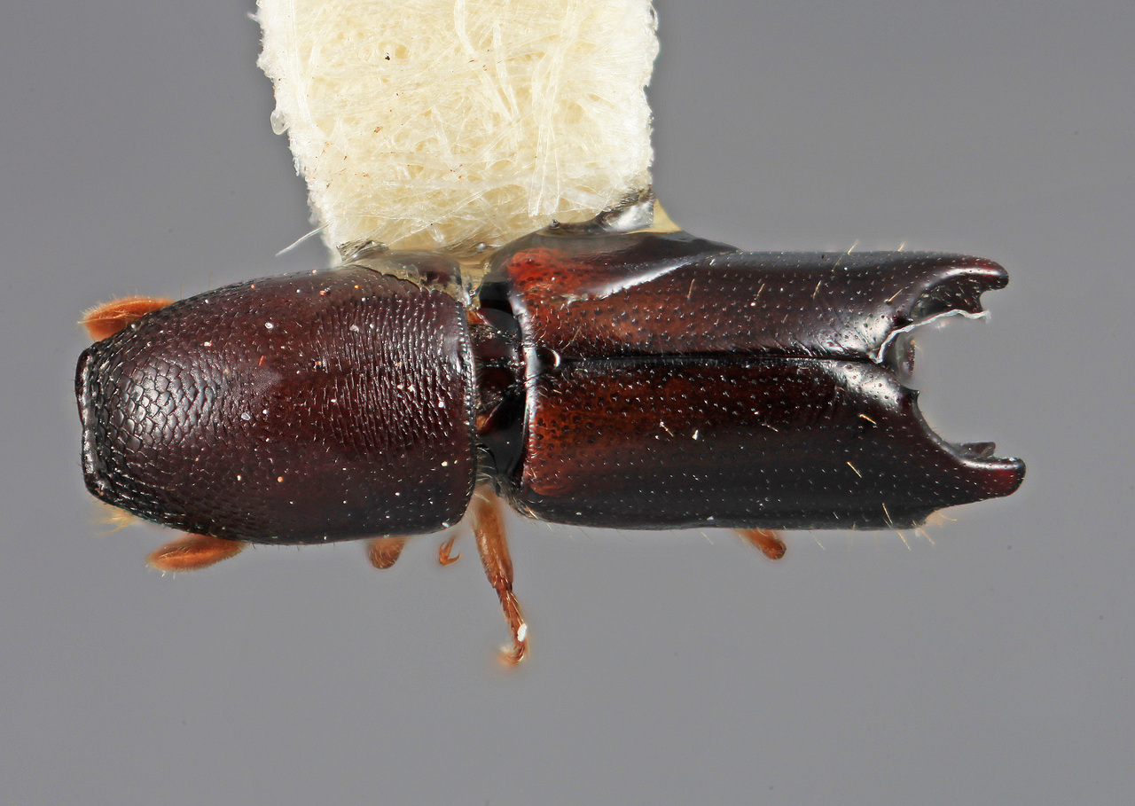 Genus / Species: Amphicranus splendens | Image Author: SM Smith | Location: México, México, San Rafael | Image Type: holotype | Collection: Entomology