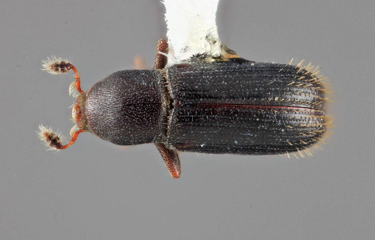 Genus / Species: Cnesinus triangularis | Image Author: SM Smith | Location: Colombia, Antioquía, Piedras Blancas, 10 km E Medellin | Image Type: holotype | Collection: Entomology