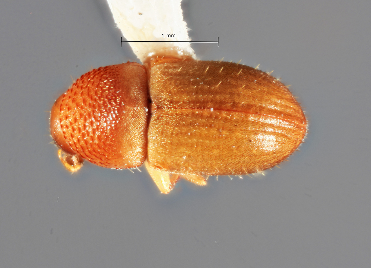 Genus / Species: Gymnochilus alni | Image Author: SM Smith | Location: México, Puebla, Teziutlan, 10 km NE | Image Type: holotype | Collection: Entomology