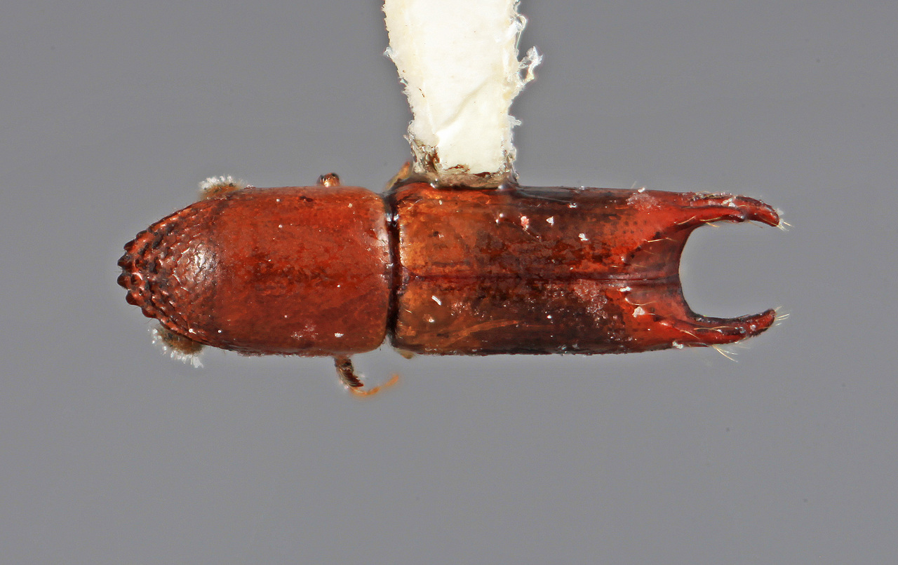Genus / Species: Amphicranus spinosus | Image Author: SM Smith | Location: Costa Rica, Puntarenas, Rincón de Osa | Image Type: holotype | Collection: Entomology