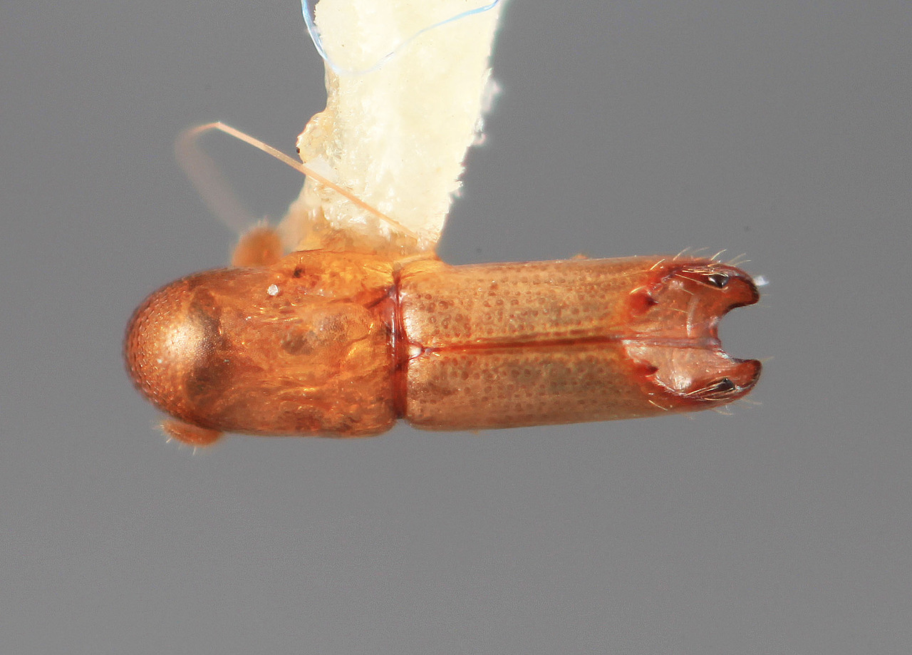 Genus / Species: Amphicranus bahiae | Image Author: SM Smith | Location: Brazil, Bahia, Ilheus | Image Type: holotype | Collection: Entomology