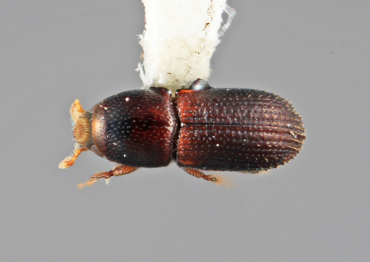Genus / Species: Loganius gracilens | Image Author: SM Smith | Location: México, Oaxaca, El Camarón, 36 mi (57 km) SE | Image Type: holotype | Collection: Entomology