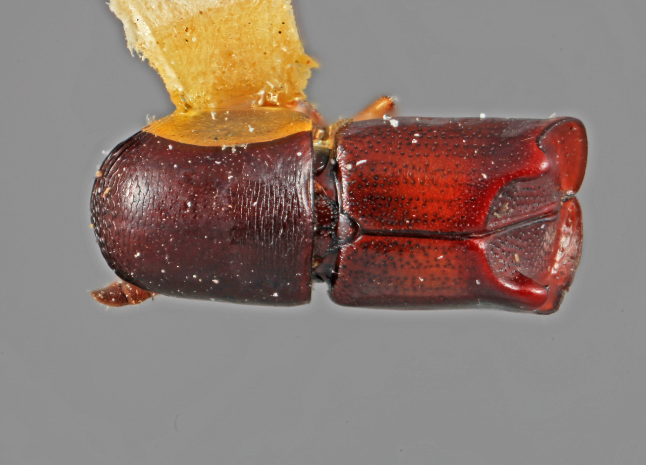 Genus / Species: Amphicranus woytkowskii | Image Author: SM Smith | Location: Perú, San Martín, Almirante | Image Type: holotype | Collection: Entomology
