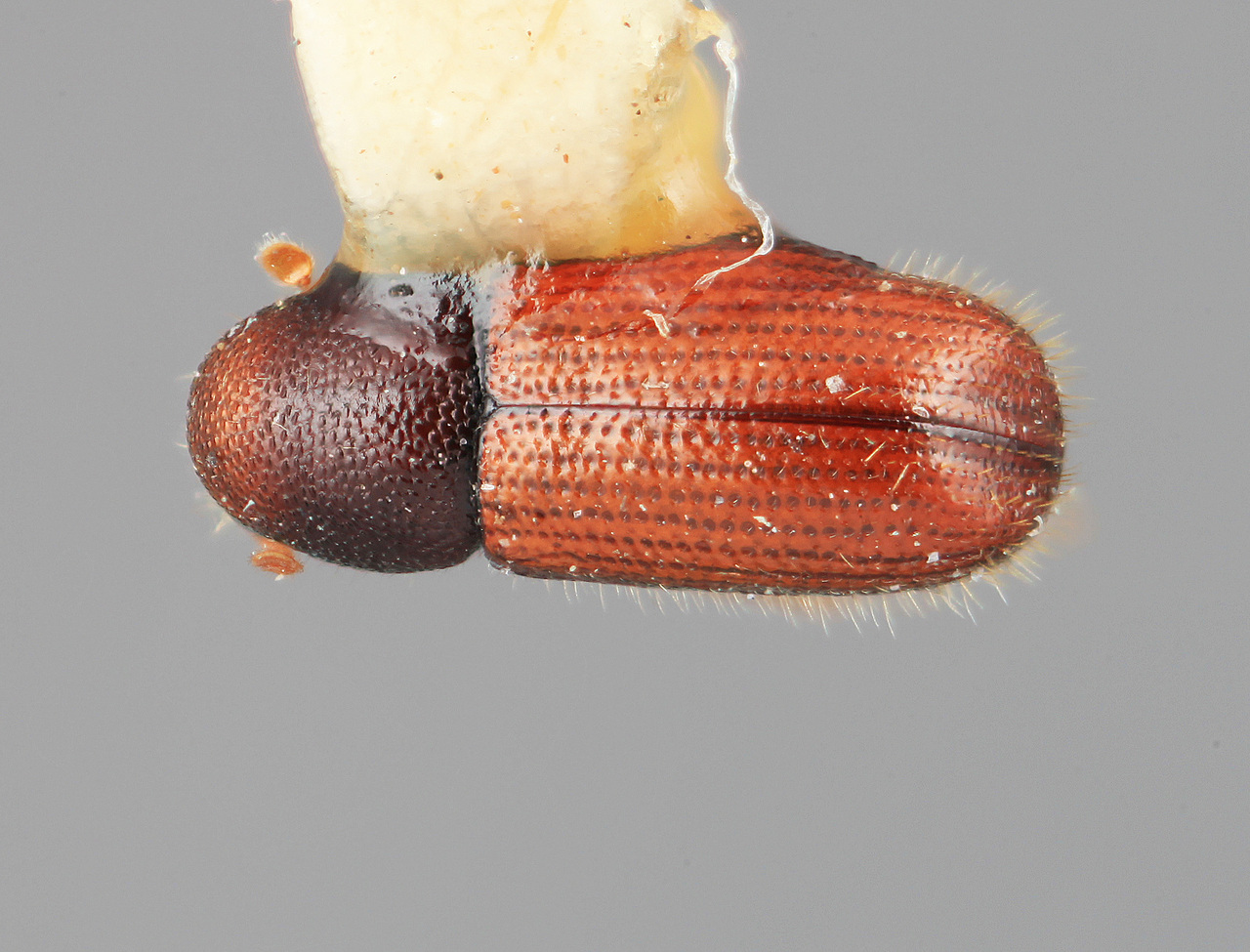 Genus / Species: Dendrocranulus fulgidus | Image Author: SM Smith | Location: Panamá, Chiriquí, Cerro Punta | Image Type: holotype | Collection: Entomology