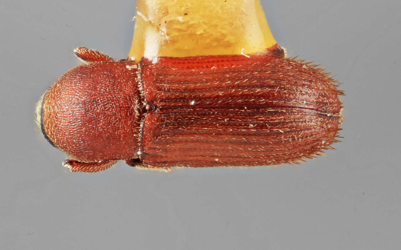 Genus / Species: Cnesinus carinatus | Image Author: SM Smith | Location: México, Michoacán, Cd. Hidalgo, 6 km W | Image Type: holotype | Collection: Entomology
