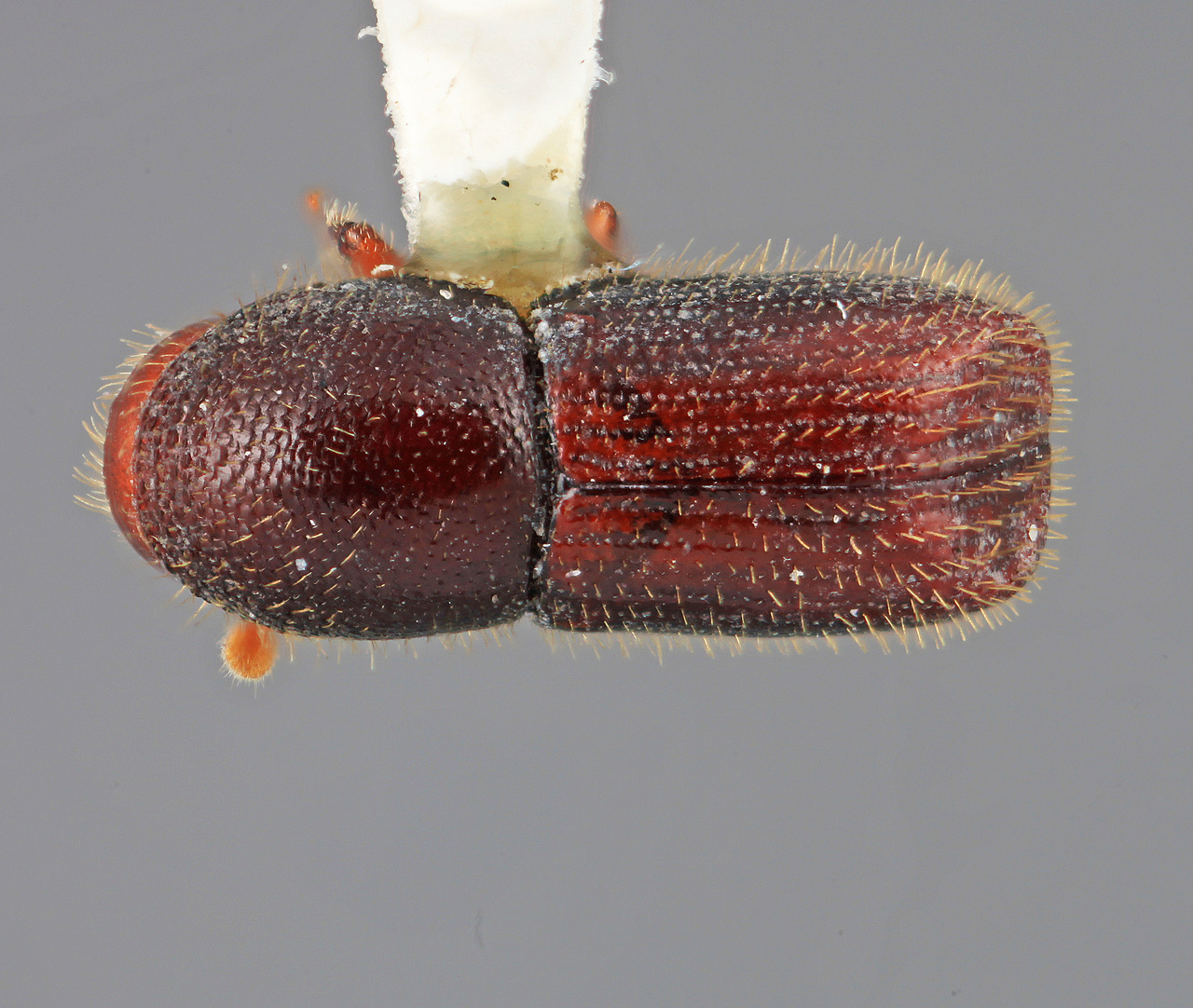 Genus / Species: Dendrocranulus diversus | Image Author: SM Smith | Location: Costa Rica, Heredia, Puerto Viejo | Image Type: holotype | Collection: Entomology