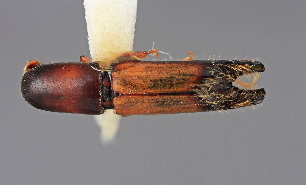 Genus / Species: Amphicranus attenuatus | Image Author: SM Smith | Location: Venezuela, Mérida, Mérida, pico Bolivar Teleférico | Image Type: holotype | Collection: Entomology