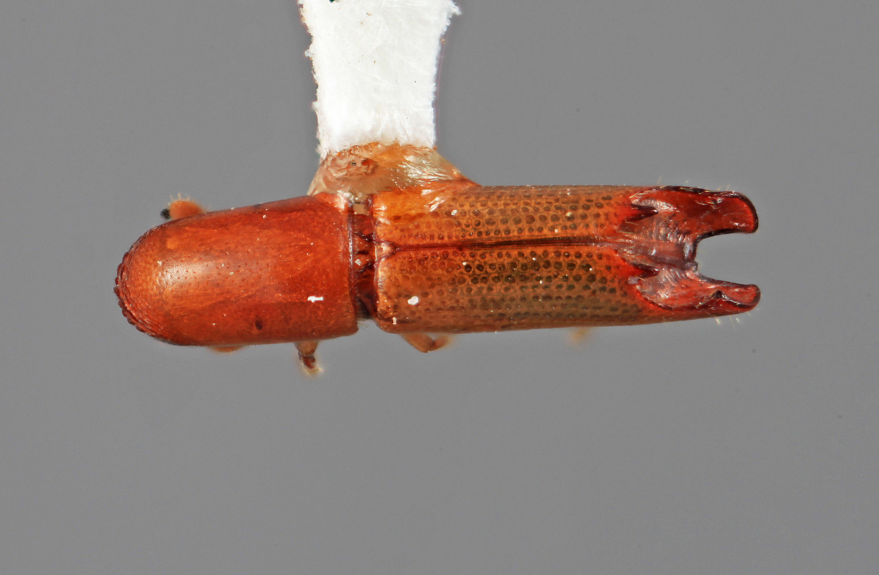 Genus / Species: Amphicranus cracens | Image Author: SM Smith | Location: Venezuela, Aragua, Rancho Grande | Image Type: holotype | Collection: Entomology