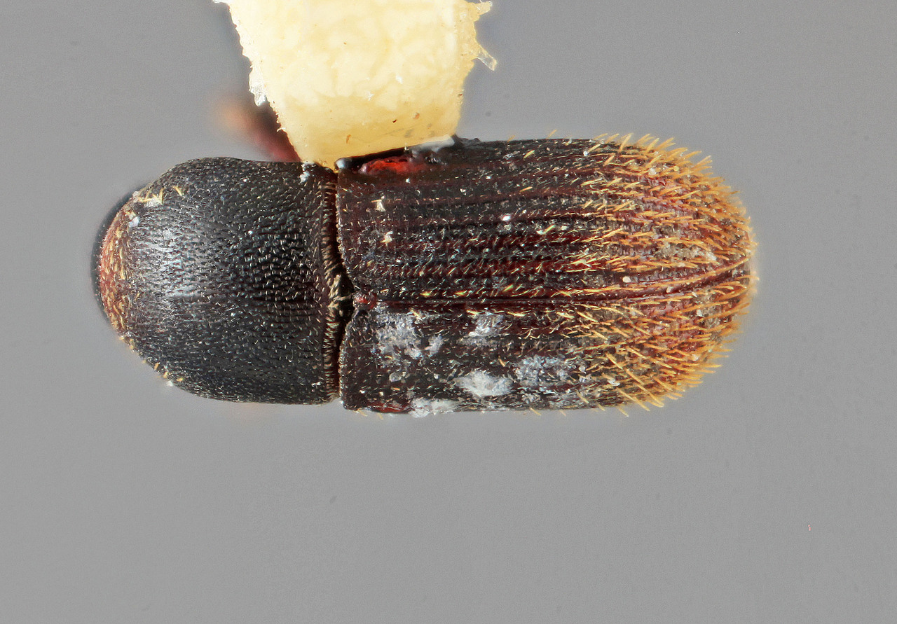 Genus / Species: Cnesinus frontalis | Image Author: SM Smith | Location: Costa Rica, Cartago, Peralta | Image Type: holotype | Collection: Entomology