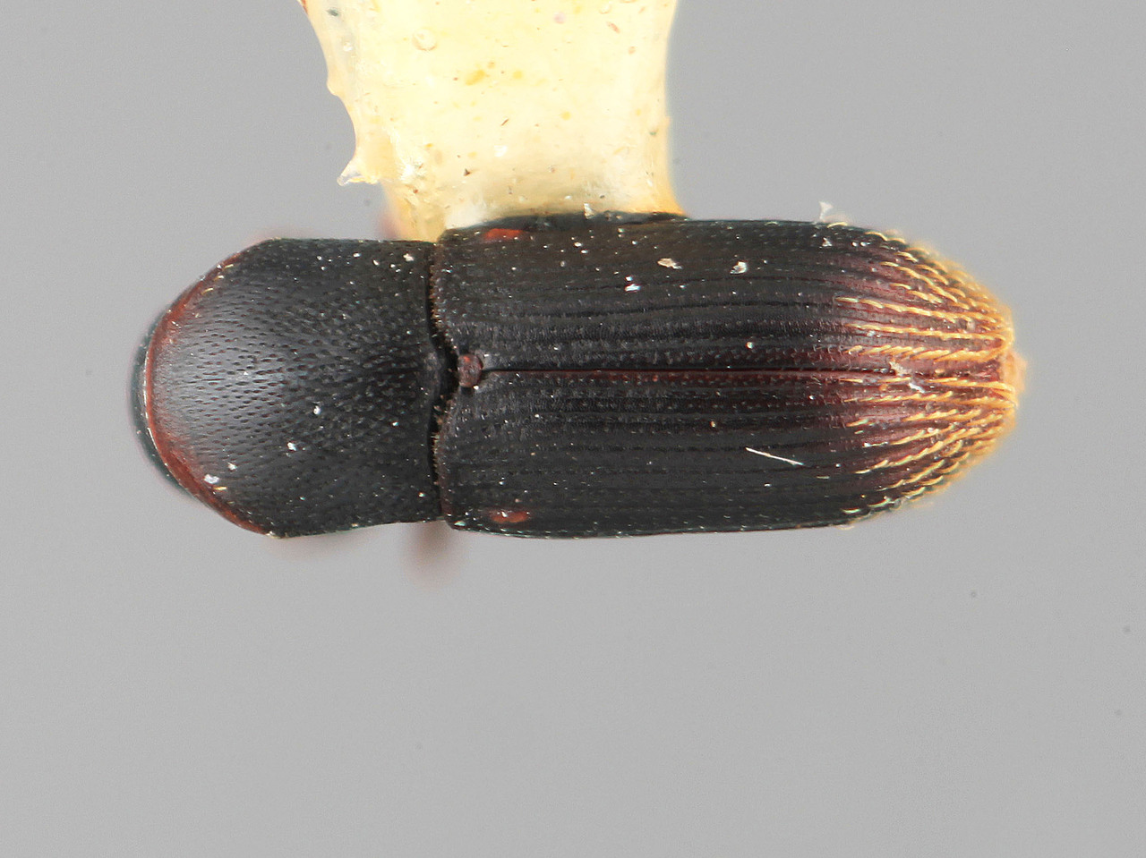 Genus / Species: Cnesinus retifer | Image Author: SM Smith | Location: Panamá, Panamá, Ft. Clayton | Image Type: holotype | Collection: Entomology