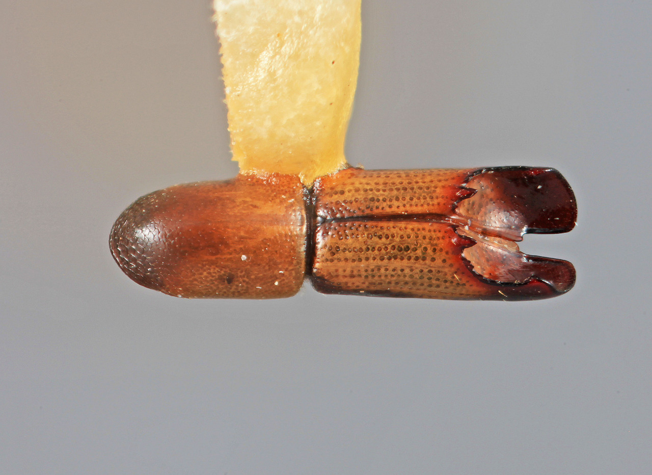 Genus / Species: Amphicranus electilis | Image Author: SM Smith | Location: Brazil, Amazonas, Manaus, 69 km N | Image Type: holotype | Collection: Entomology