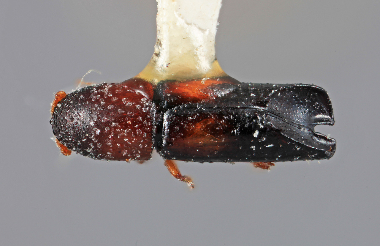 Genus / Species: Amphicranus laureli | Image Author: SM Smith | Location: Venezuela, Mérida, La Carbonera, 50 km NE Merida | Image Type: holotype | Collection: Entomology