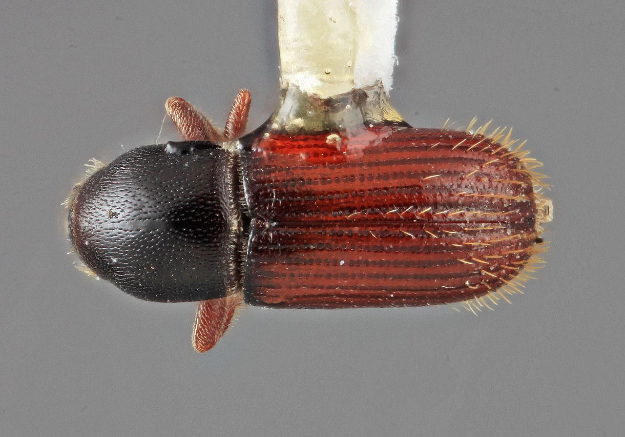 Genus / Species: Cnesinus fulgidus | Image Author: SM Smith | Location: Colombia, Antioquía, Piedras Blancas, 10 km E Medellin | Image Type: holotype | Collection: Entomology