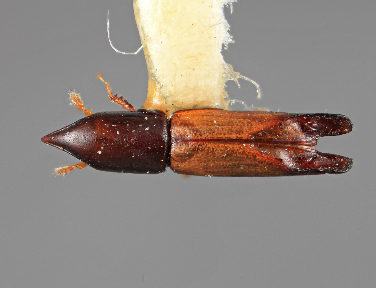 Genus / Species: Amphicranus mucronatus | Image Author: SM Smith | Location: Panamá, Chiriquí, Cerro Punta | Image Type: holotype | Collection: Entomology