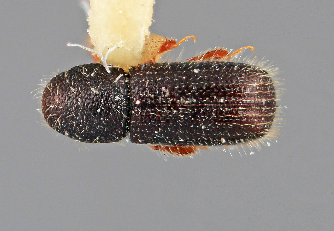 Genus / Species: Dendrocranulus rudis | Image Author: SM Smith | Location: México, Michoacán, Carapan, 19 km E | Image Type: holotype | Collection: Entomology