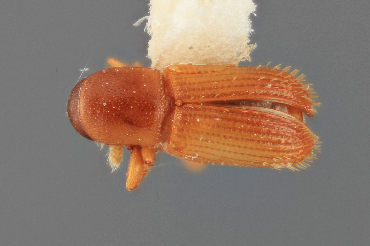 Genus / Species: Cnesinus excellens | Image Author: SM Smith | Location: Colombia, Valle del Cauca, Caicedonia, La Rivera | Image Type: holotype | Collection: Entomology