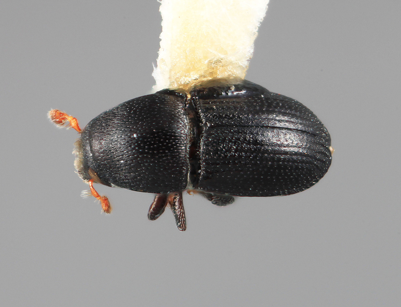 Genus / Species: Cnemonyx vismiacolens | Image Author: SM Smith | Location: Venezuela, Mérida, Mérida | Image Type: holotype | Collection: Entomology