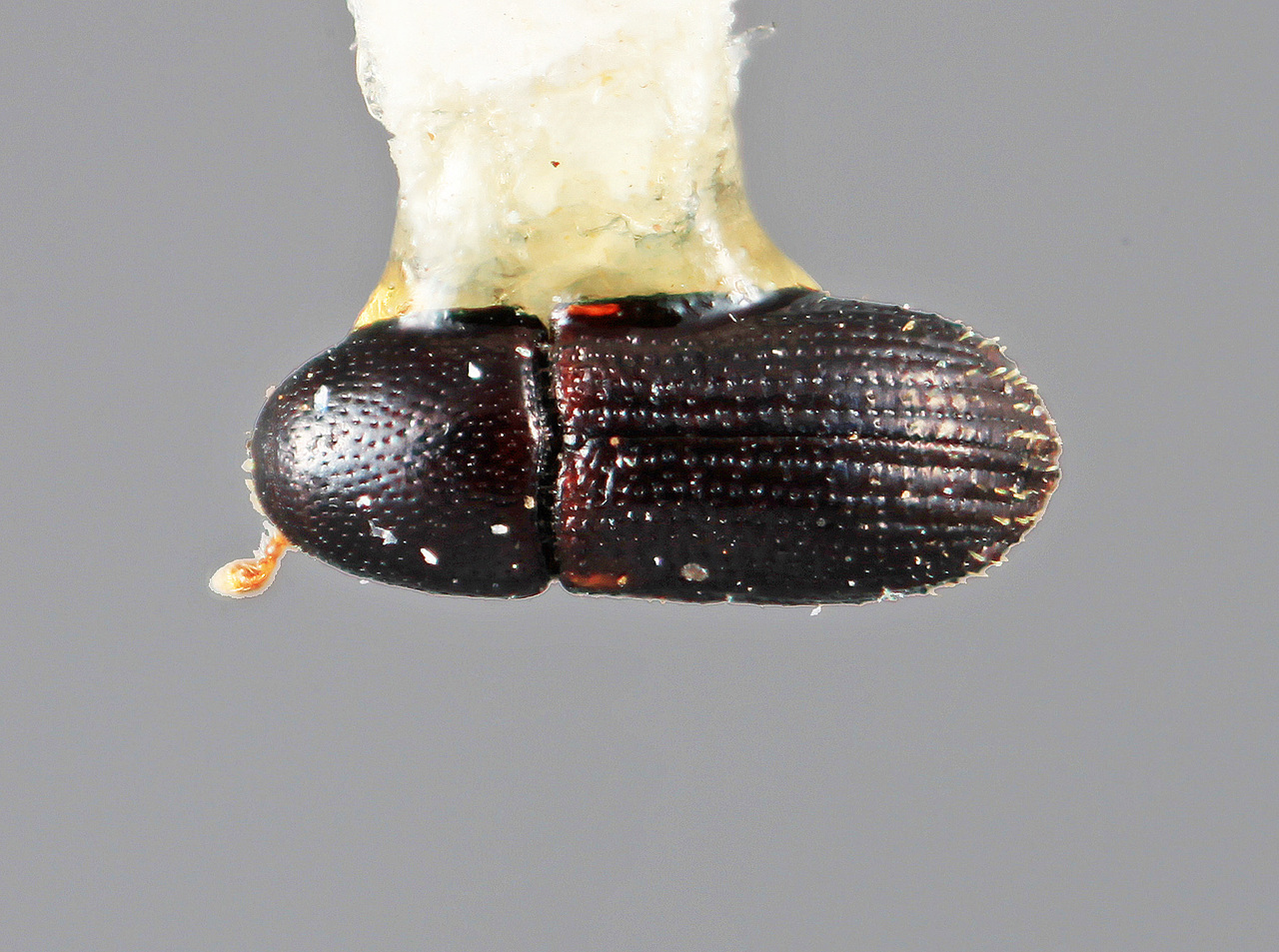 Genus / Species: Loganius exilis | Image Author: SM Smith | Location: Guatemala, Escuintla, Volcan de Agua | Image Type: holotype | Collection: Entomology