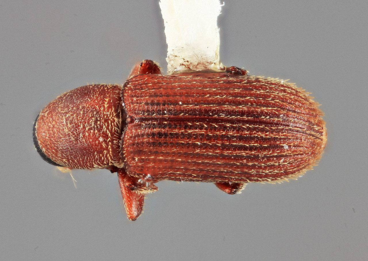 Genus / Species: Cnesinus deperditus | Image Author: SM Smith | Location: Colombia, Antioquía, Piedras Blancas, 10 km E Medellin | Image Type: holotype | Collection: Entomology