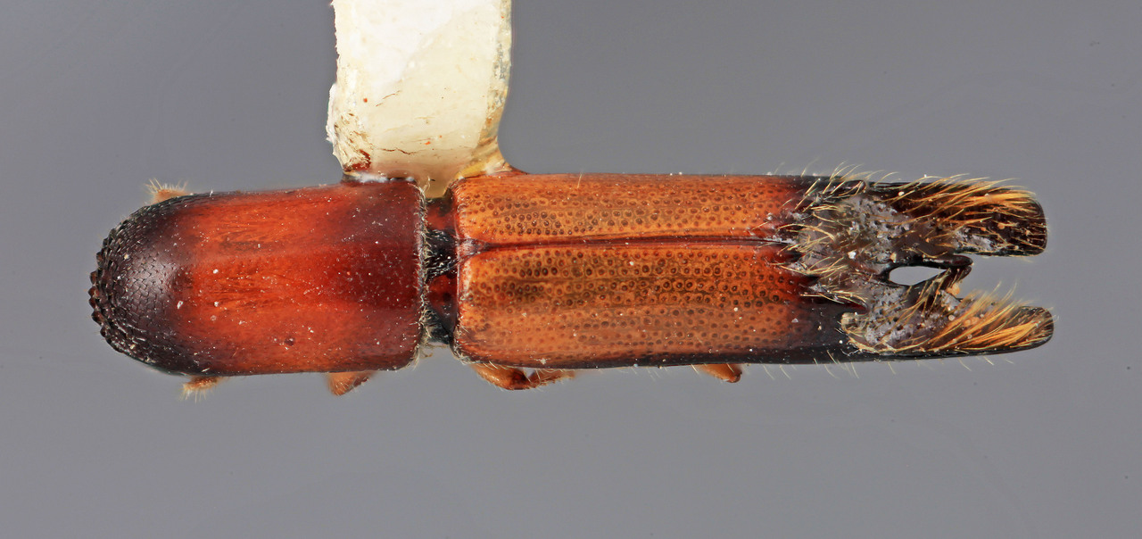 Genus / Species: Amphicranus explicitus | Image Author: SM Smith | Location: Venezuela, Mérida, La Carbonera, 50 km NE Merida | Image Type: holotype | Collection: Entomology