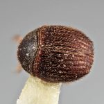 Genus / Species: <i>Acacicis zeylanicus</i> | Image Author: SM Smith | Location: Sri Lanka, Buttala, Mon. Dist | Image Type: holotype | Collection: Entomology