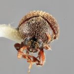 Genus / Species: <i>Acacicis zeylanicus</i> | Image Author: SM Smith | Location: Sri Lanka, Buttala, Mon. Dist | Image Type: holotype | Collection: Entomology