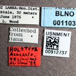 Genus / Species: <i>Acacicis zeylanicus</i> | Image Author: SM Smith | Location: Sri Lanka, Buttala, Mon. Dist | Image Type: holotype | Collection: Entomology