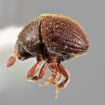 Genus / Species: <i>Acacicis zeylanicus</i> | Image Author: SM Smith | Location: Sri Lanka, Buttala, Mon. Dist | Image Type: holotype | Collection: Entomology