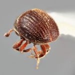 Genus / Species: <i>Acacicis zeylanicus</i> | Image Author: SM Smith | Location: Sri Lanka, Buttala, Mon. Dist | Image Type: holotype | Collection: Entomology