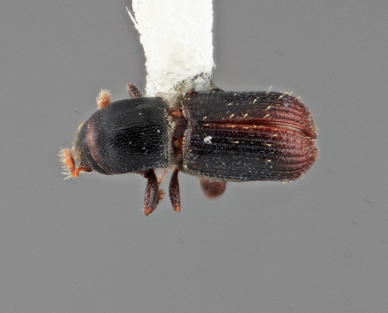 Genus / Species: Cnesinus pulchellus | Image Author: SM Smith | Location: Colombia, Antioquía, Barbosa, 24 km E | Image Type: holotype | Collection: Entomology