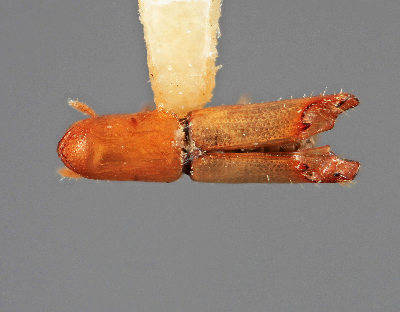 Genus / Species: Amphicranus parilis | Image Author: SM Smith | Location: México, Nayarit, Tepic, 4 mi W | Image Type: holotype | Collection: Entomology